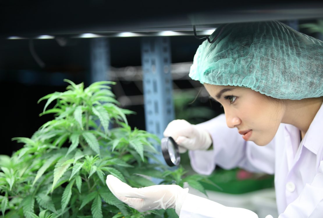 Hemp and Marijuana: Knowing the Difference