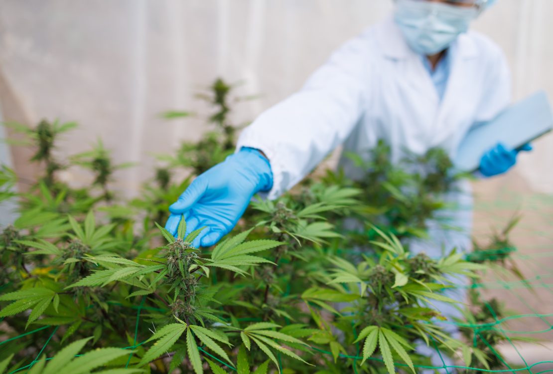 How to Use CBD
