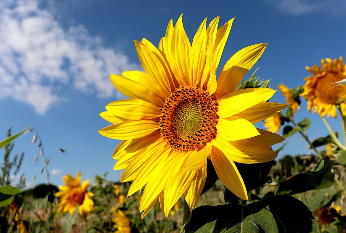 Do Sunflower Seeds Help You Lose Weight?