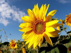 Do Sunflower Seeds Help You Lose Weight?