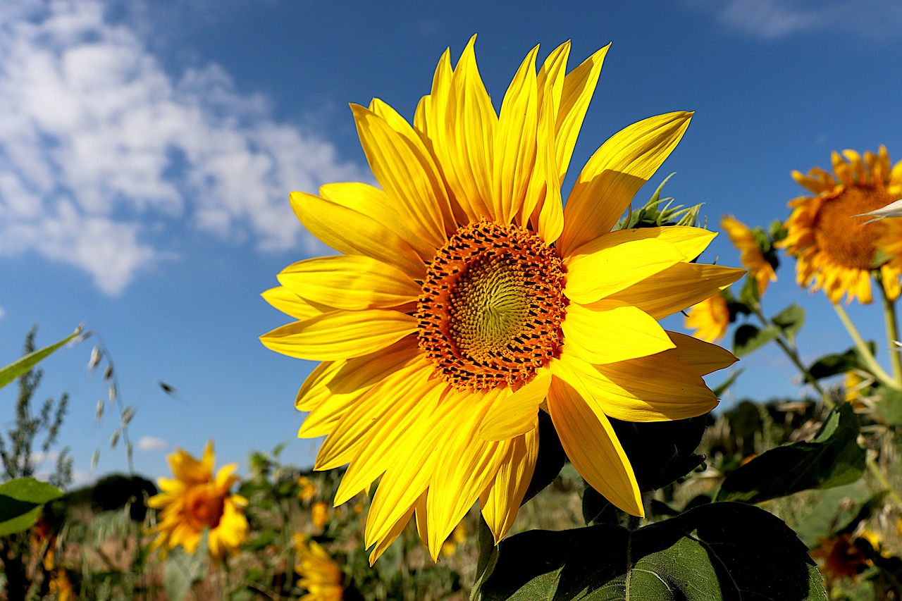Do Sunflower Seeds Help You Lose Weight?