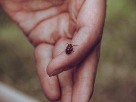 A Comprehensive Guide to Tick Prevention and Detection During Winter