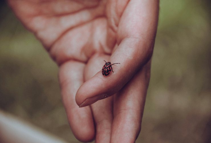 A Comprehensive Guide to Tick Prevention and Detection During Winter