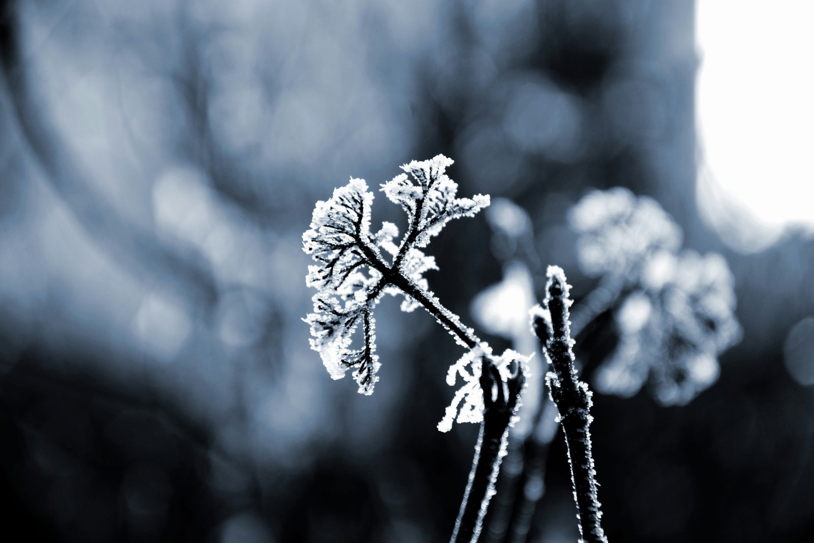 Cold Plunging: Is It Good for You?