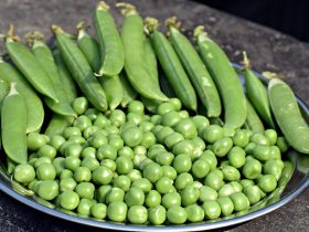Green Peas - The Superfood You Need to Know About