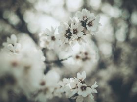 Natural Hormone Balancing: Tips and Techniques for Optimal Health